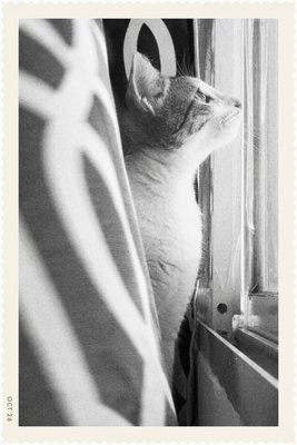 Bellows No. 1: a cat looking out of a window, black and white