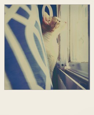 Phold-75: a cat at a window, soft instant colour