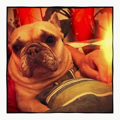 Plastique 120: a bulldog on a cushion, warm square with a golden light leak down the right edge