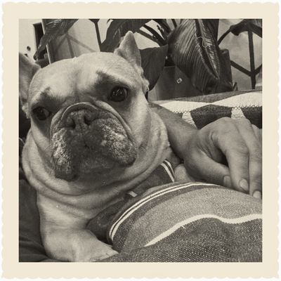 Reflex Twin: a bulldog on a cushion, warm black-and-white square