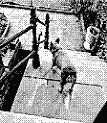 Pocket Cam: a dog on stone steps in four dithered greys