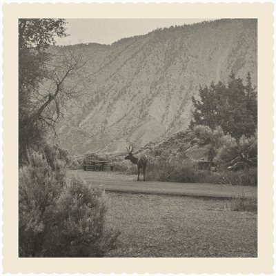 Reflex Twin: an elk below a mountain, warm black-and-white square