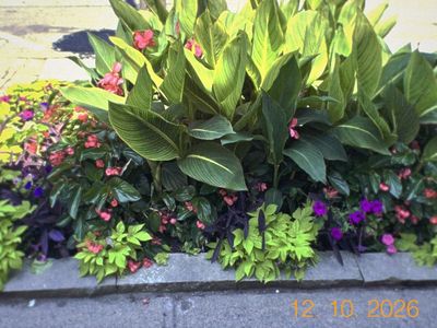 Snapper 100: a flower bed with an early-digital date stamp